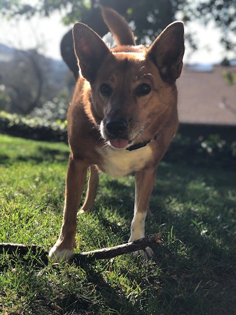 Our Staff - Golden Gate Veterinary Specialists