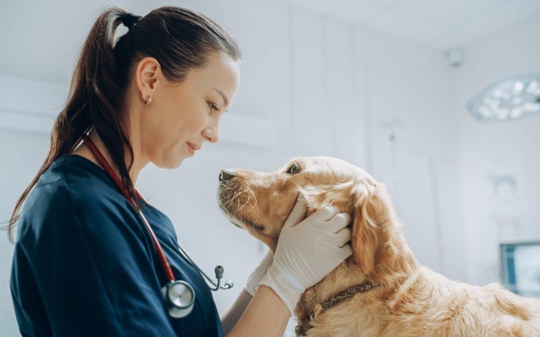 Veterinary Oncology in San Rafael: Compassionate Cancer Care for Your Beloved Pets