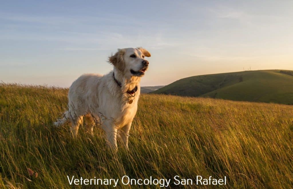 Golden Gate Veterinary Specialists – Veterinary Dermatology, Surgery & Oncology – 2