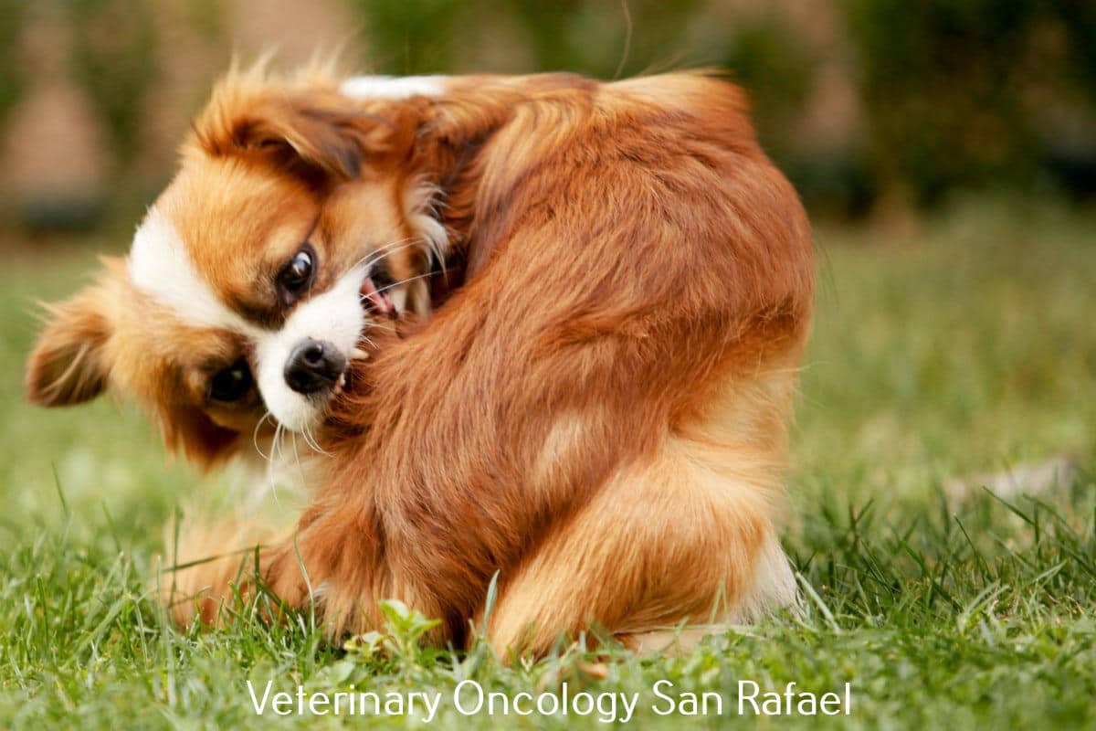 Golden Gate Veterinary Specialists – Veterinary Dermatology, Surgery & Oncology – 5