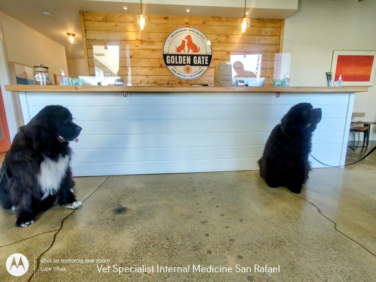 Tranquility Amidst Urban Splendor Lagoon Park In San Rafael, CA