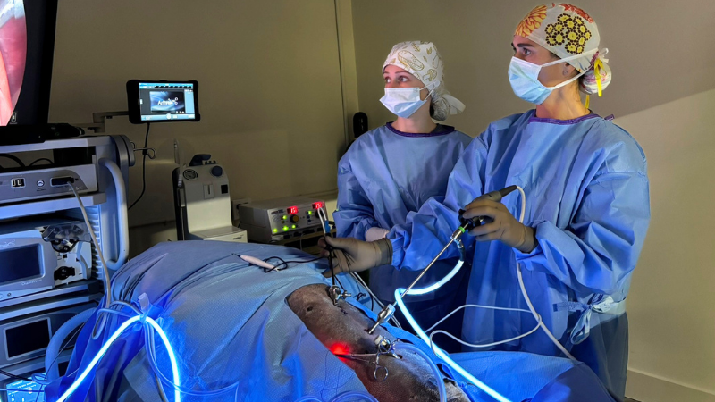 2 Surgery - Golden Gate Veterinary Specialists