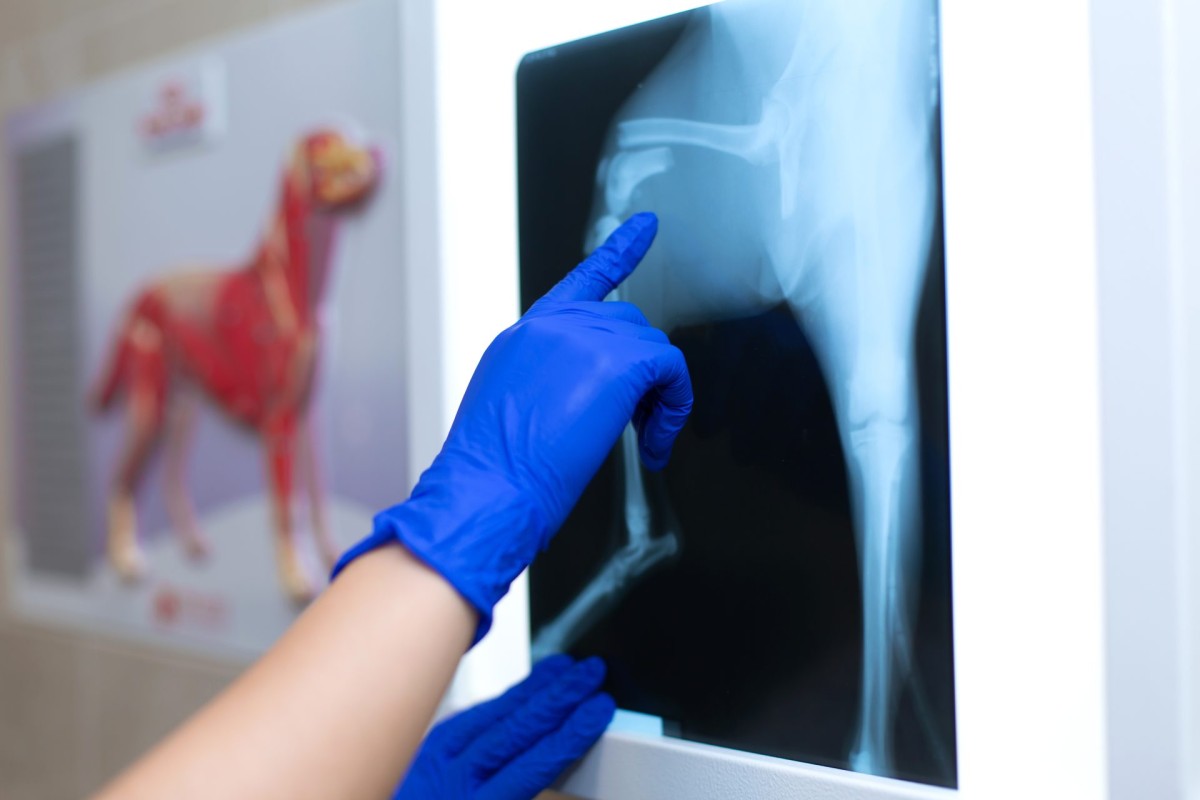 AdobeStock_266743302 Surgery - Golden Gate Veterinary Specialists