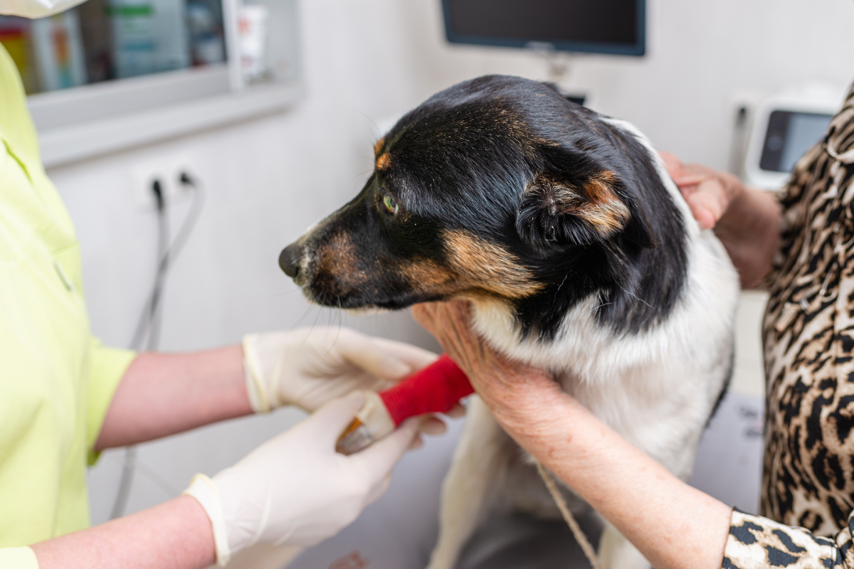Untitled design (81) Surgery - Golden Gate Veterinary Specialists
