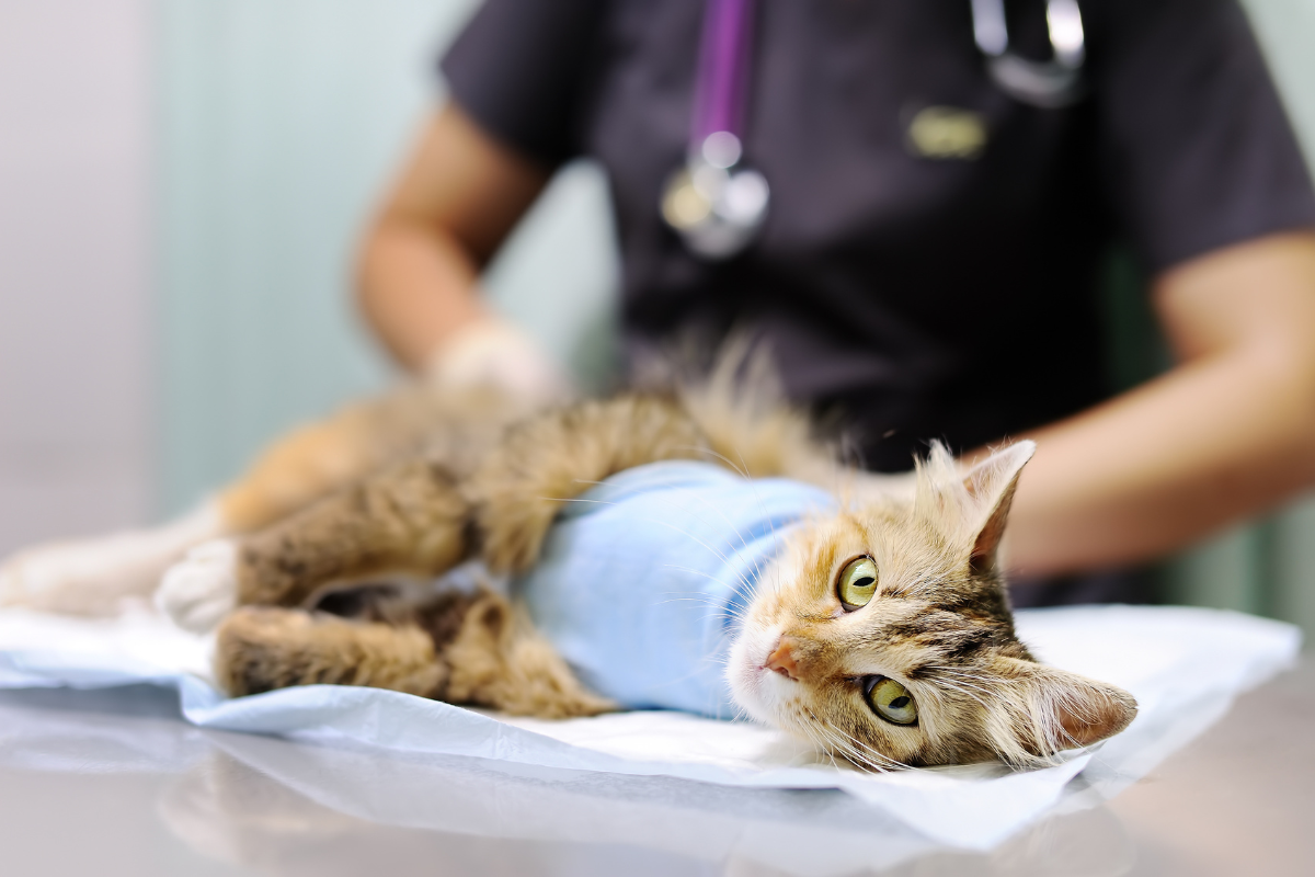 Untitled design (82) Surgery - Golden Gate Veterinary Specialists